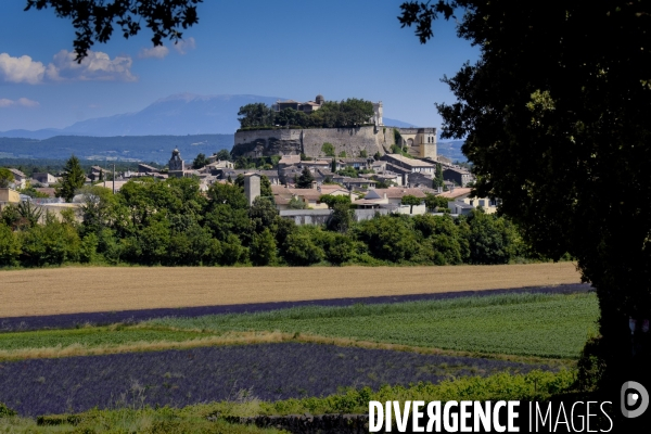 Lavande en Drôme provençale