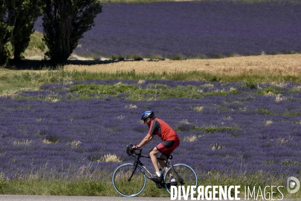 Lavande en Drôme provençale