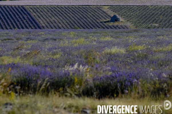 Lavande en Drôme provençale