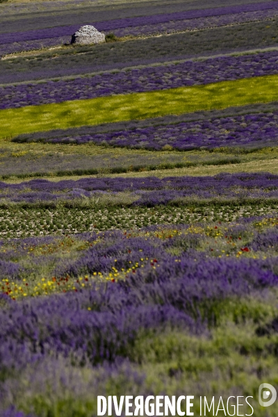 Lavande en Drôme provençale