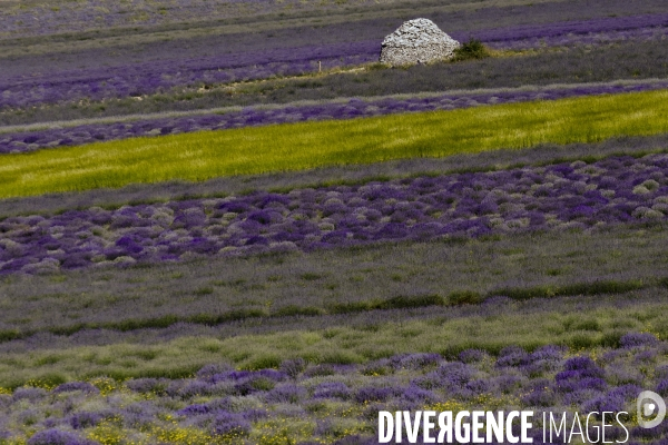 Lavande en Drôme provençale