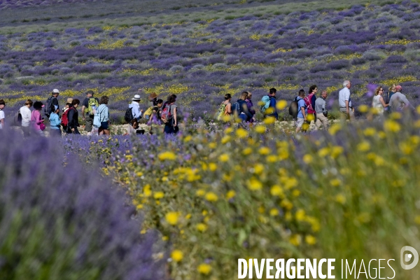 Lavande en Drôme provençale