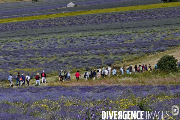 Lavande en Drôme provençale