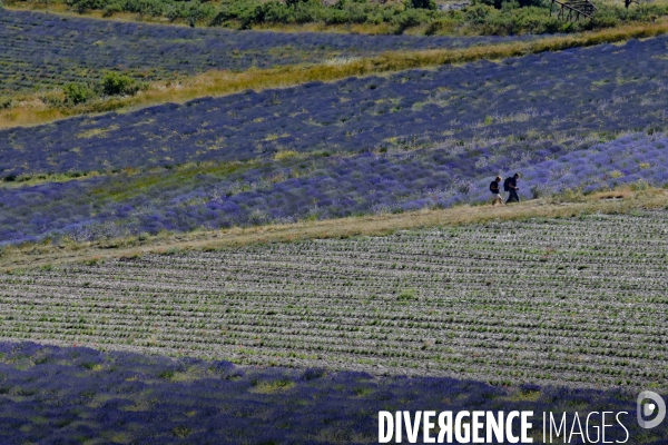 Lavande en Drôme provençale