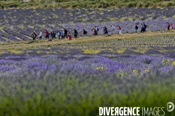 Lavande en Drôme provençale