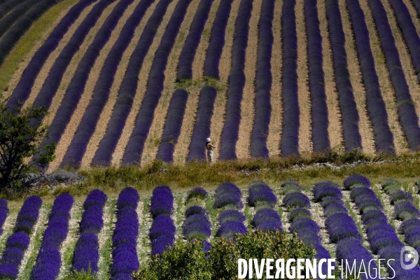 Lavande en Drôme provençale