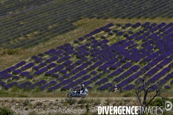 Lavande en Drôme provençale