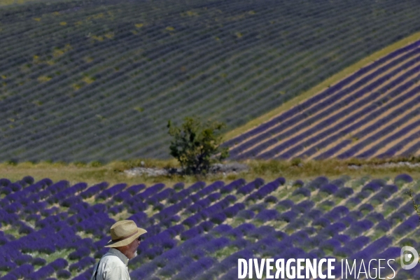 Lavande en Drôme provençale