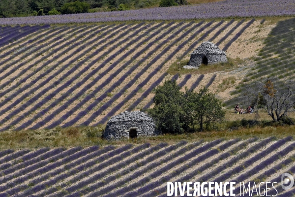 Lavande en Drôme provençale