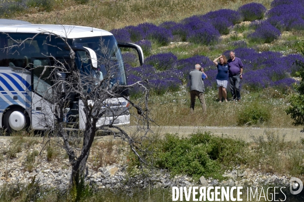 Lavande en Drôme provençale