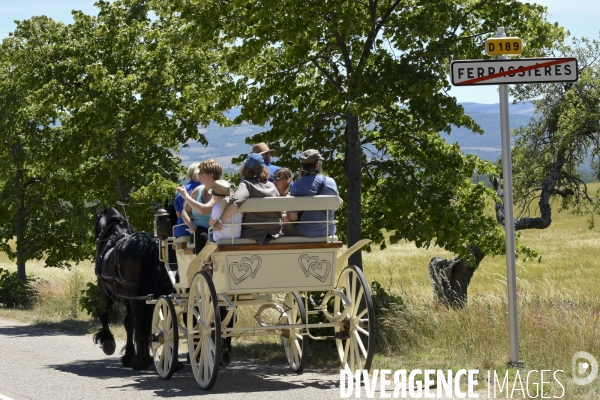 Lavande en Drôme provençale