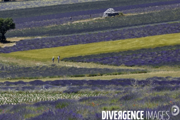 Lavande en Drôme provençale