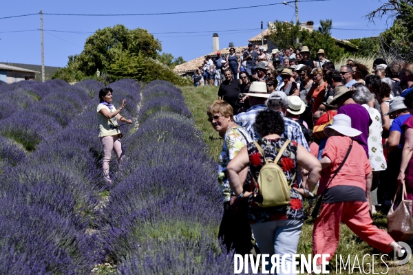 Lavande en Drôme provençale