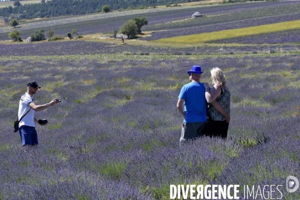 Lavande en Drôme provençale