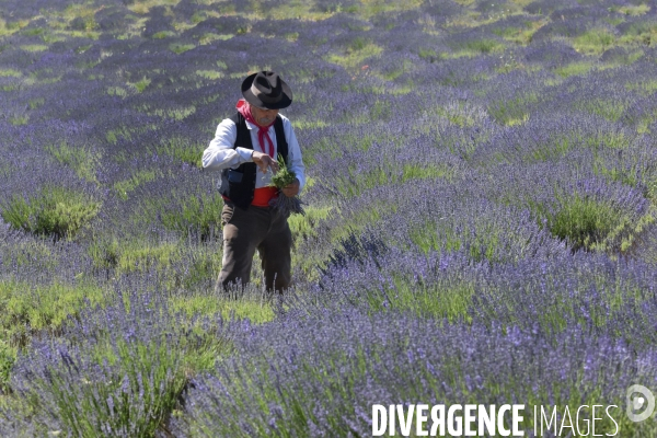 Lavande en Drôme provençale