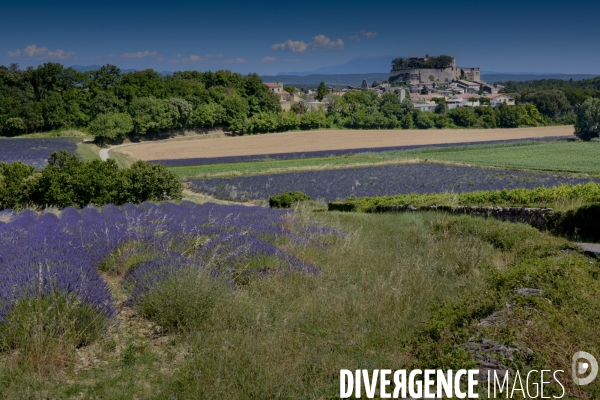 Lavande en Drôme provençale