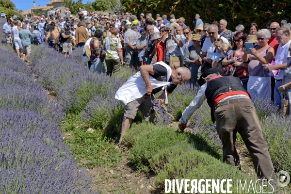 Lavande en Drôme provençale