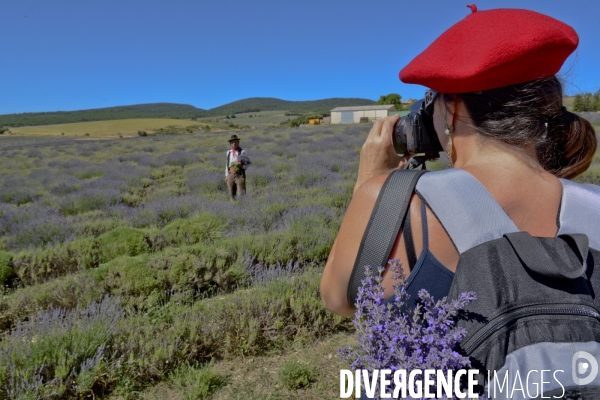 Lavande en Drôme provençale