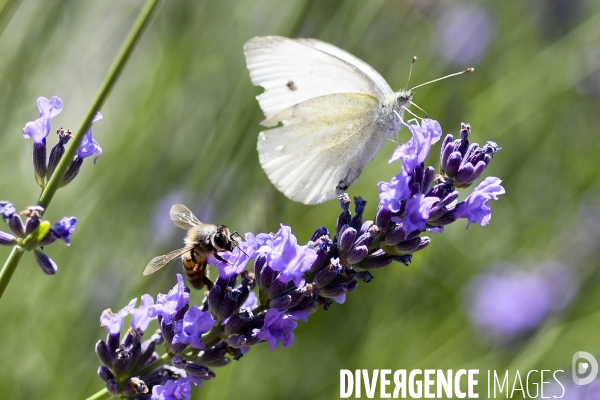 Lavande en Drôme provençale