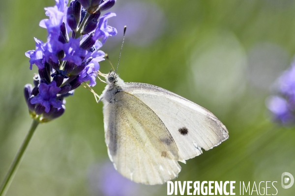 Lavande en Drôme provençale