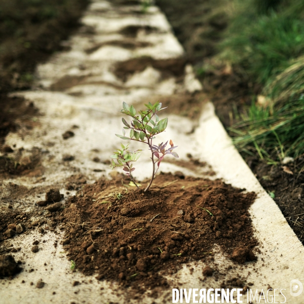 La vigne en biodynamie