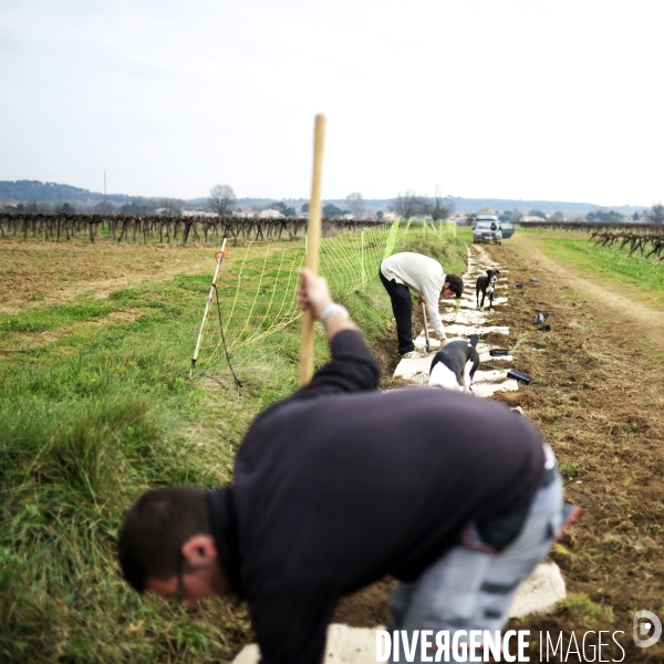 La vigne en biodynamie