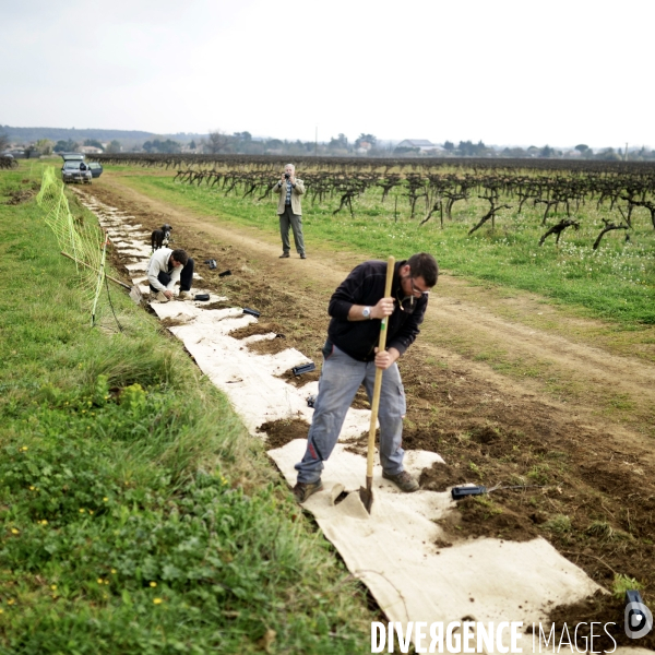 La vigne en biodynamie