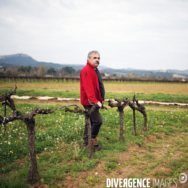 La vigne en biodynamie