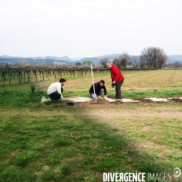 La vigne en biodynamie