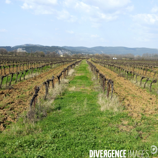 La vigne en biodynamie