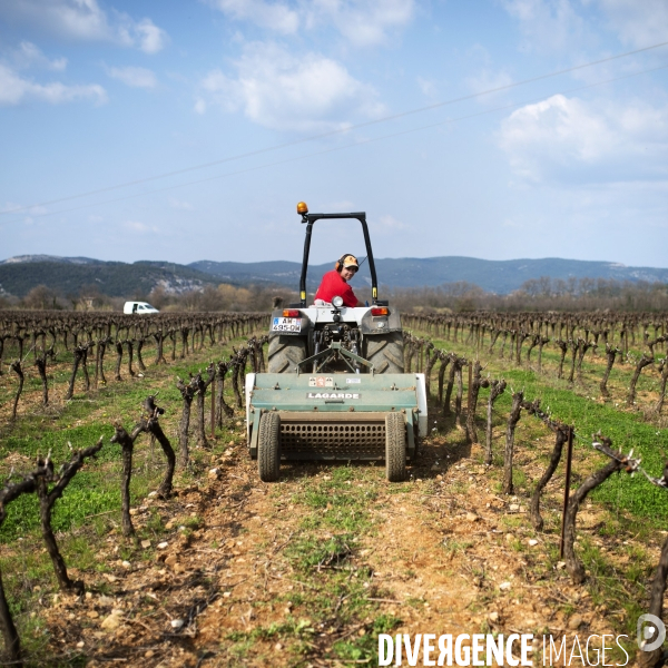 La vigne en biodynamie