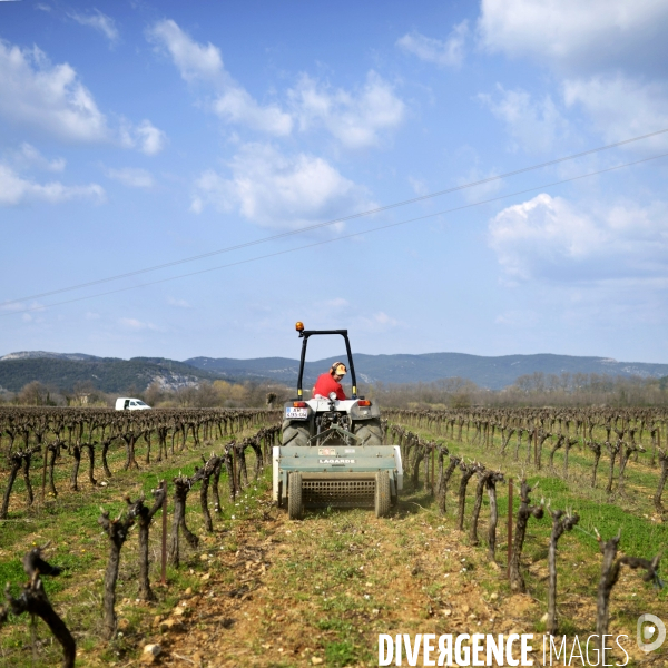 La vigne en biodynamie