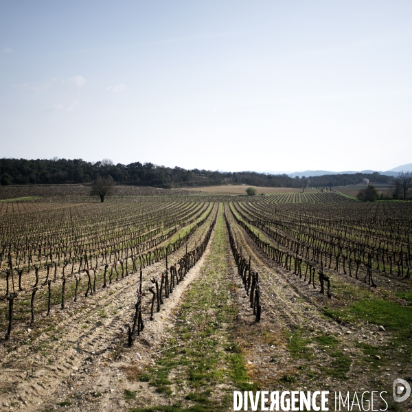 La vigne en biodynamie