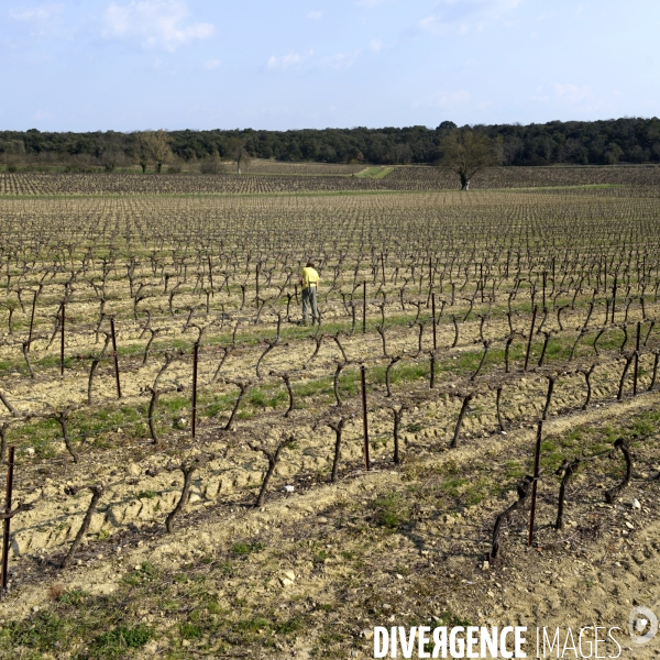 La vigne en biodynamie