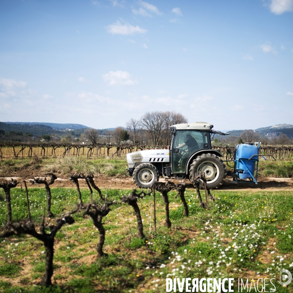 La vigne en biodynamie