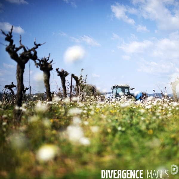 La vigne en biodynamie