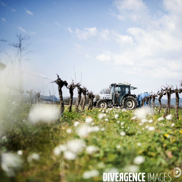 La vigne en biodynamie