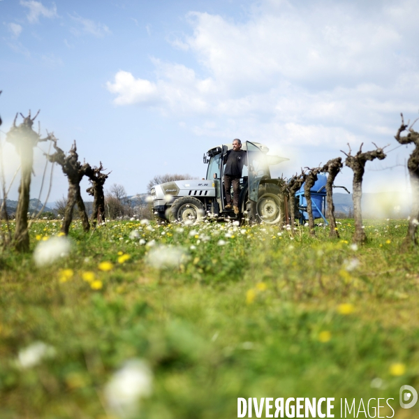 La vigne en biodynamie