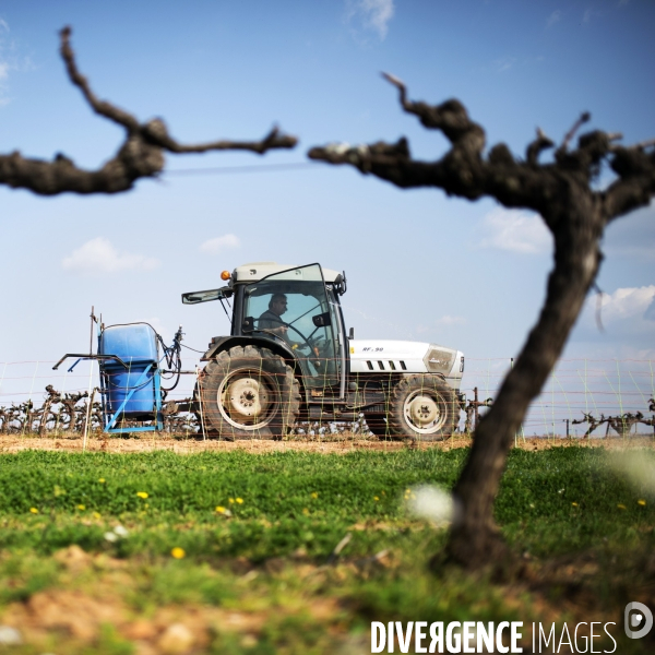 La vigne en biodynamie