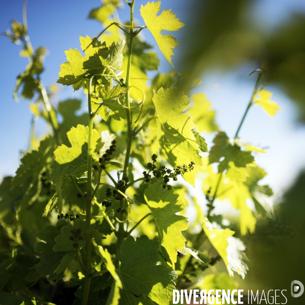 La vigne en biodynamie