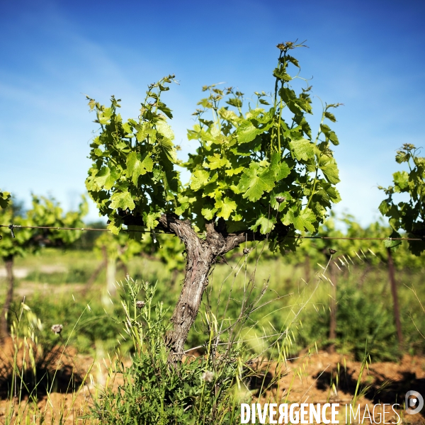 La vigne en biodynamie