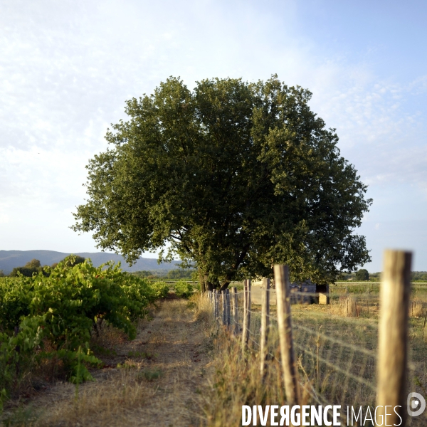 La vigne en biodynamie