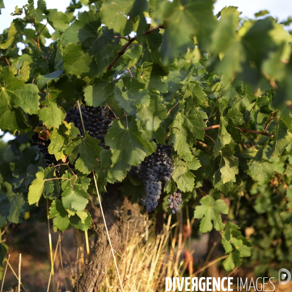 La vigne en biodynamie