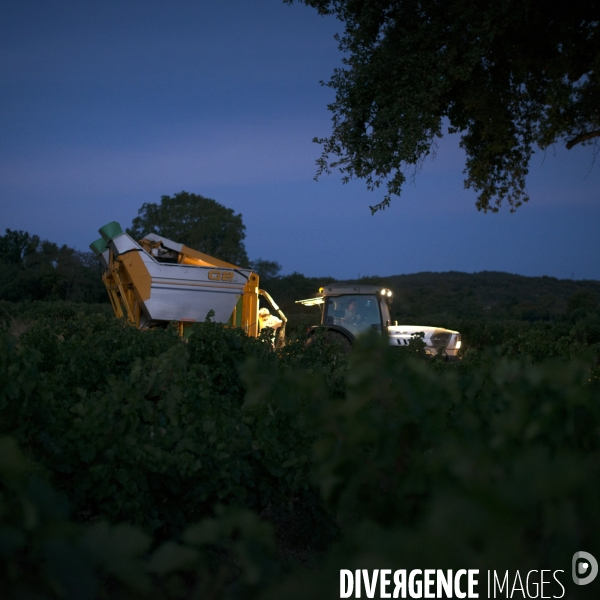 La vigne en biodynamie