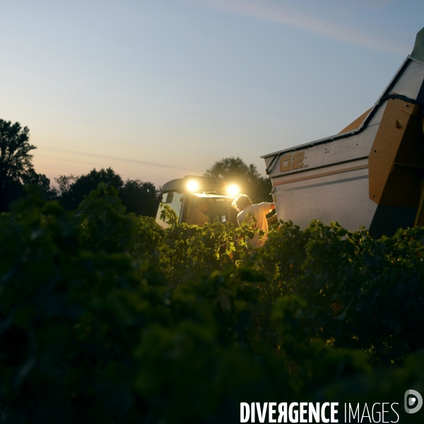 La vigne en biodynamie