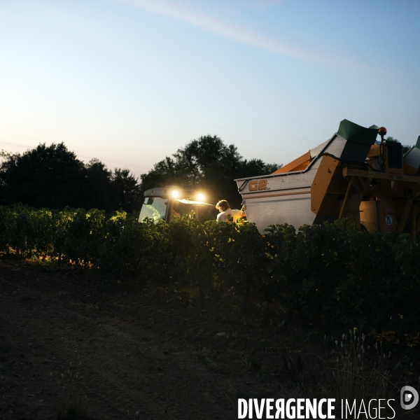 La vigne en biodynamie