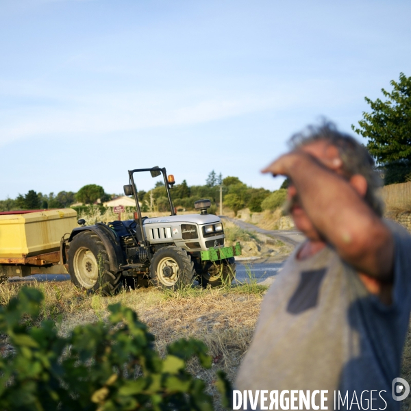 La vigne en biodynamie