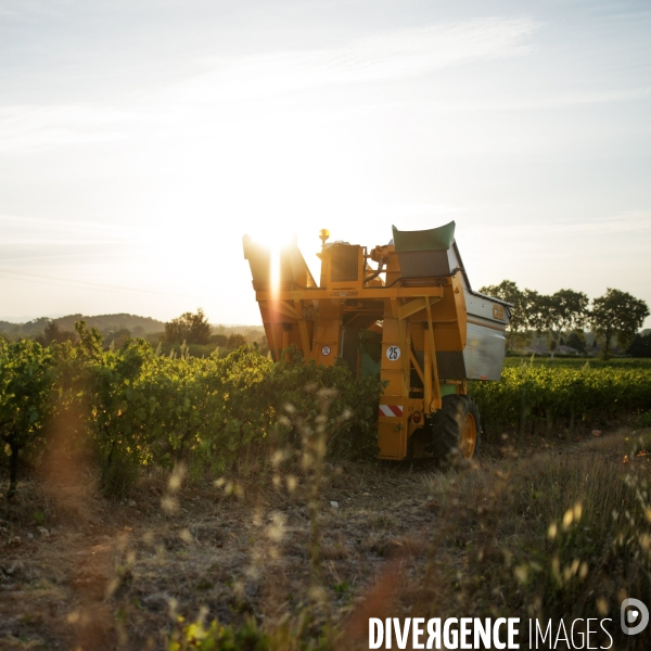 La vigne en biodynamie