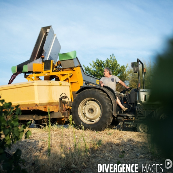 La vigne en biodynamie