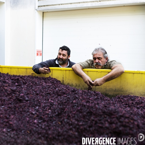 La vigne en biodynamie